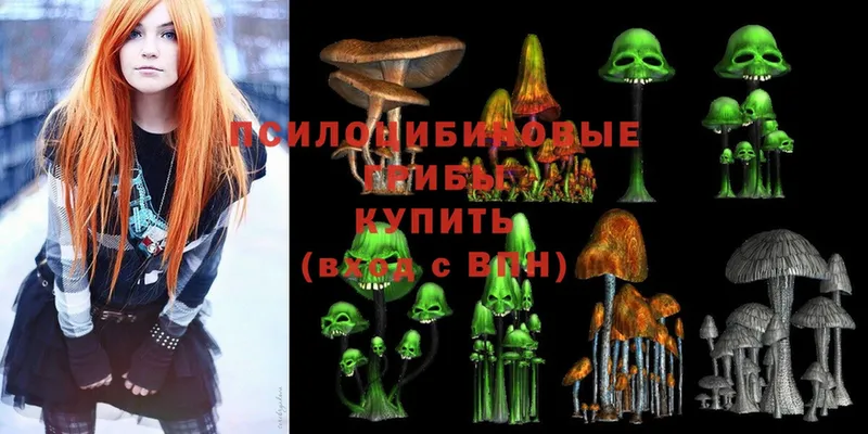 Псилоцибиновые грибы Psilocybine cubensis  закладки  Покровск 